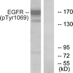 EGFR (Phospho-Tyr1069) antibody