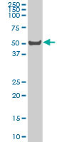 LW-1 Antibody (monoclonal) (M02)