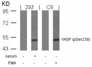 VASP (phospho Ser239) Antibody