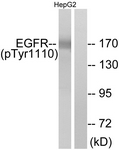 EGFR (Phospho-Tyr1110) antibody