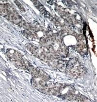 p53 (phospho Ser6) Antibody
