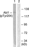 Abl (Phospho-Tyr204) antibody
