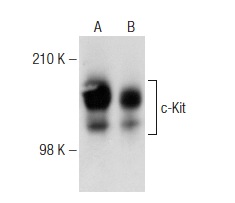 c-Kit Antibody PE