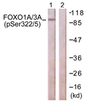 FOXO1A/3A (Phospho-Ser322+Ser325) antibody