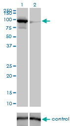 MFN1 Antibody (monoclonal) (M04)