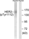 HER2 (Phospho-Tyr1112) antibody