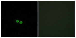 CDC25C antibody