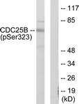 CDC25B (Phospho-Ser323) polyclonal antibody