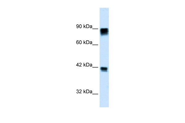 RB1 antibody - C-terminal region