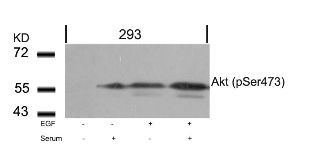 Akt (phospho Ser473) Antibody