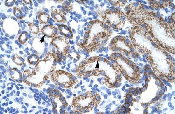l-Myc antibody, Internal
