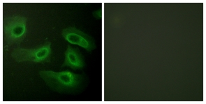 Caspase 9 antibody