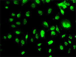 MEOX2 Antibody (monoclonal) (M02)