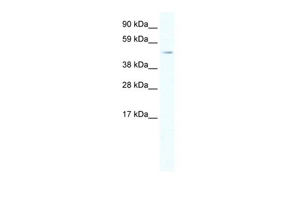 HSF1  antibody - C-terminal region