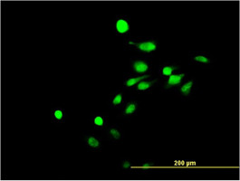 NR4A3 Antibody (monoclonal) (M02)