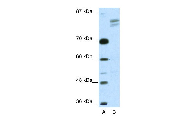 GTF2I antibody - N-terminal region