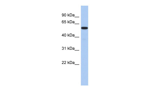 MINA antibody - N-terminal region