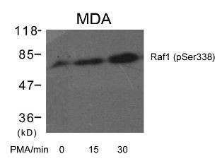 Raf1 (phospho Ser338) Antibody