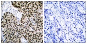 HSF1 antibody