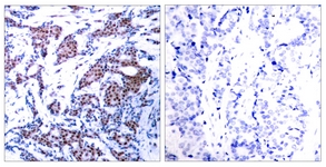 c-Jun (Phospho-Ser73) antibody