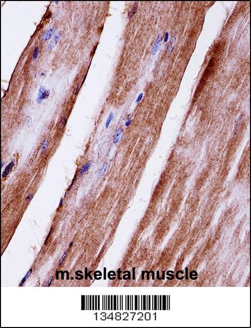 Mouse Mapk3 Antibody