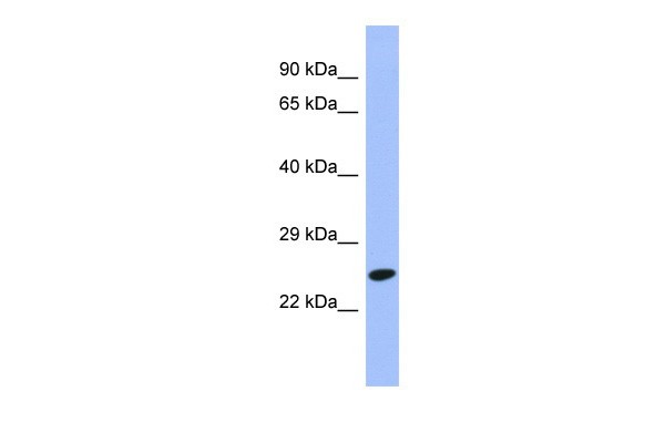 DRAP1 antibody - N-terminal region