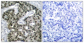 HSF1 (Phospho-Ser303) antibody