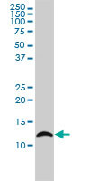 LY6H Antibody (monoclonal) (M01)