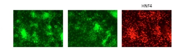 GATA6 antibody - middle region