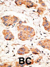 Connexin 43 Antibody