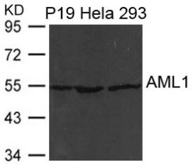 AML1 (RUNX1) Antibody