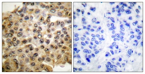 p44/42 MAPK antibody