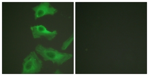 HSP90B antibody