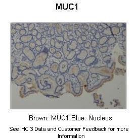 MUC1 Antibody