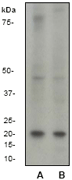 b-Myc Antibody