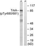 Trk A (Phospho-Tyr680+Tyr681) antibody