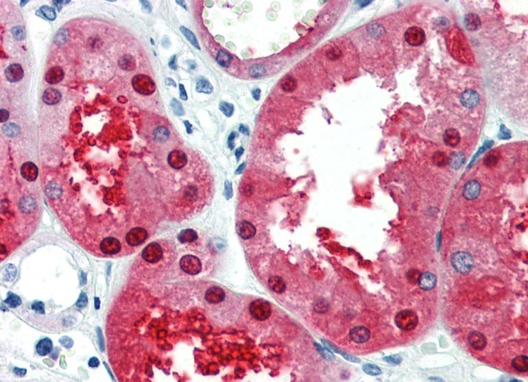 EN2 Antibody