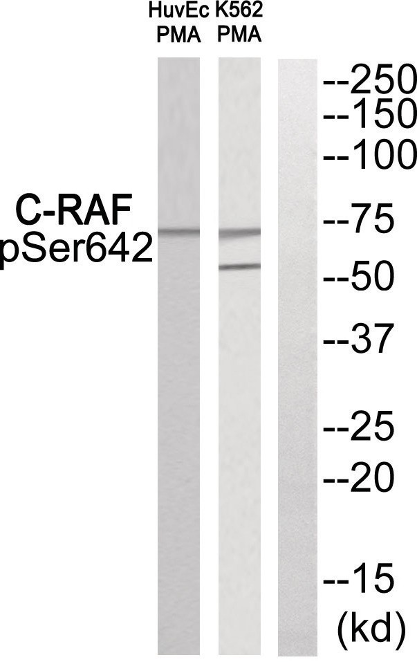 C-RAF (phospho Ser642) Antibody