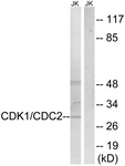 CDK1/CDC2 antibody