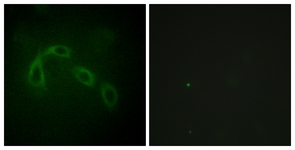 PAK1/2 antibody