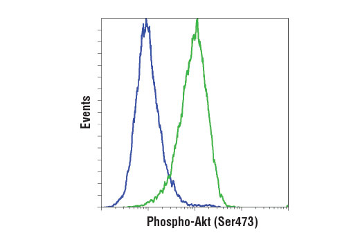Anti-Rabbit IgG (H+L), (PE Conjugate)
