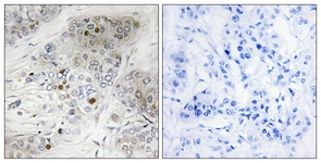 p53 (Phospho-Ser9) antibody