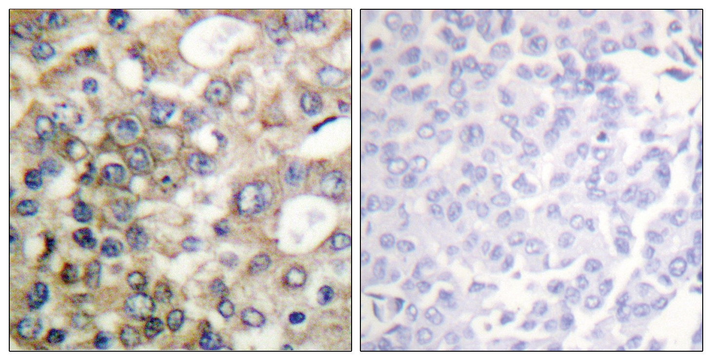 CD227/MUC1 (phospho Tyr1229) Antibody