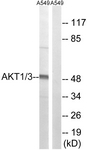 AKT1/3 antibody