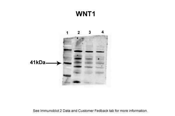 WNT1 antibody - middle region