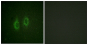 Connexin 43 antibody