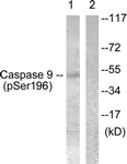 Caspase 9 (Phospho-Ser196) antibody