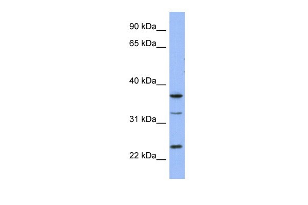 SOX21 antibody