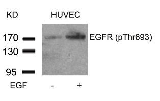 EGFR (phospho Thr693) Antibody
