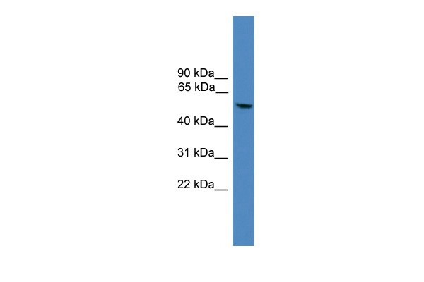 FOXO4 antibody - C-terminal region